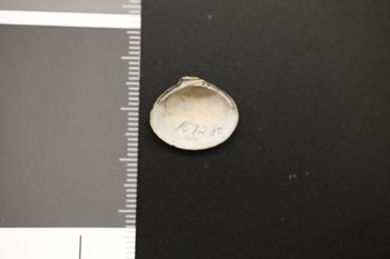 Media type: image;   Malacology 167280 Description: Preserved specimen.;